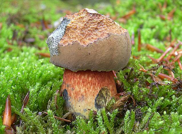 La  Flora  micologica  Alsaziana